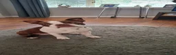 Boston Terrier dogs for stud: Lord Wilson  - Advert 4