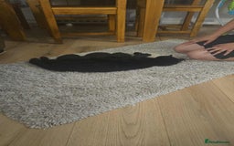 Mixed Breed cats for sale: Beautiful black male kittens.  - Image 3