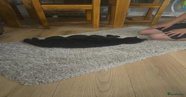 Mixed Breed cats - Advert 3