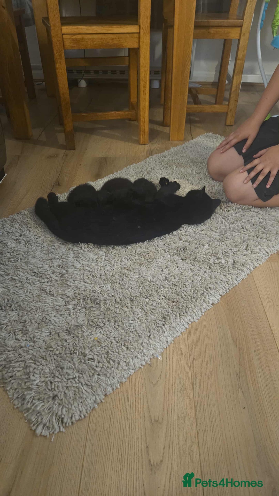 Mixed Breed cats for sale: Beautiful black male kittens.  - Image 3