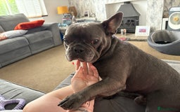 French Bulldog dogs for sale: French Bulldog Rocco - Image 5