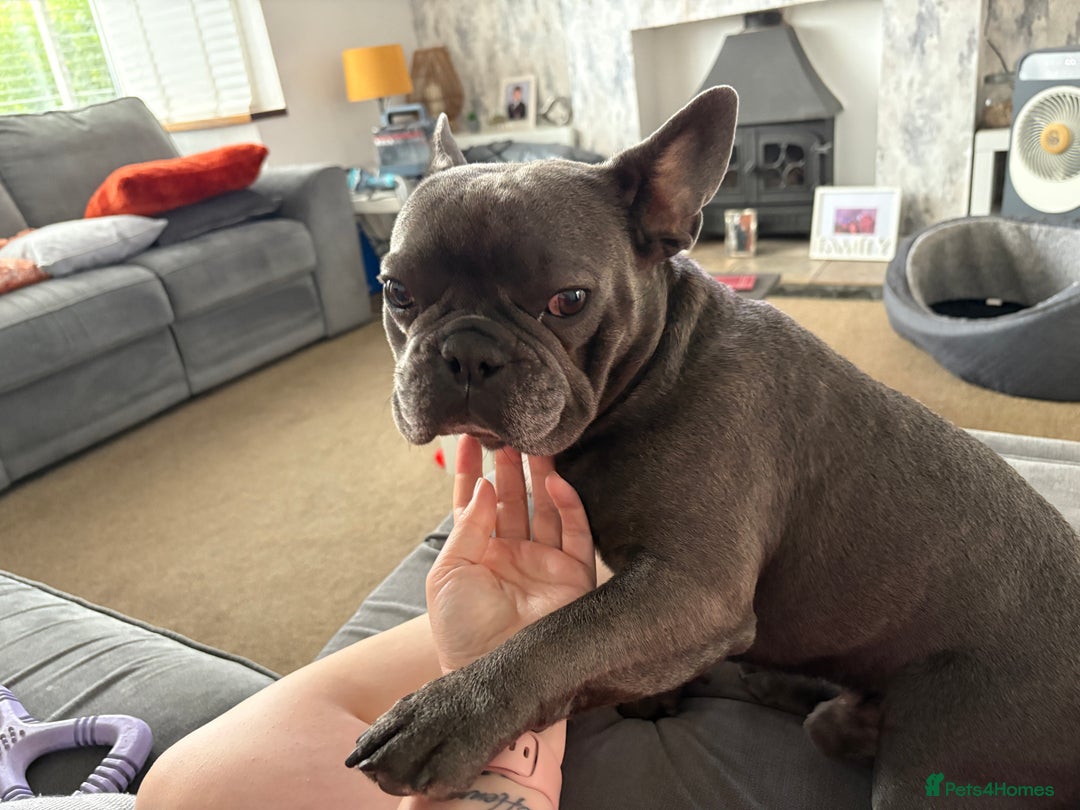 French Bulldog dogs for sale: French Bulldog Rocco - Image 5