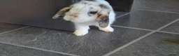 English Spot rabbits for sale: Neutred beautiful boy looking gor his forever home - Advert 21