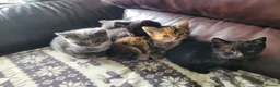 Domestic Shorthair cats for sale: 4 Kittens looking for new forever homes - Advert 6