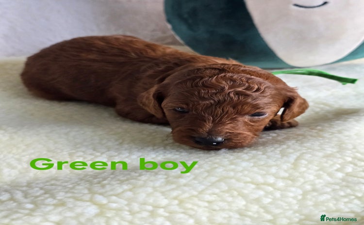 Cavapoo dogs - Advert 1