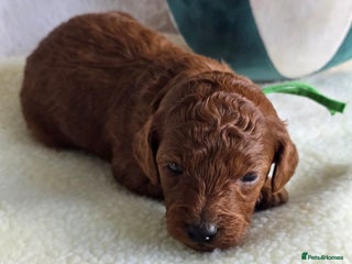 Cavapoo dogs - Advert 2