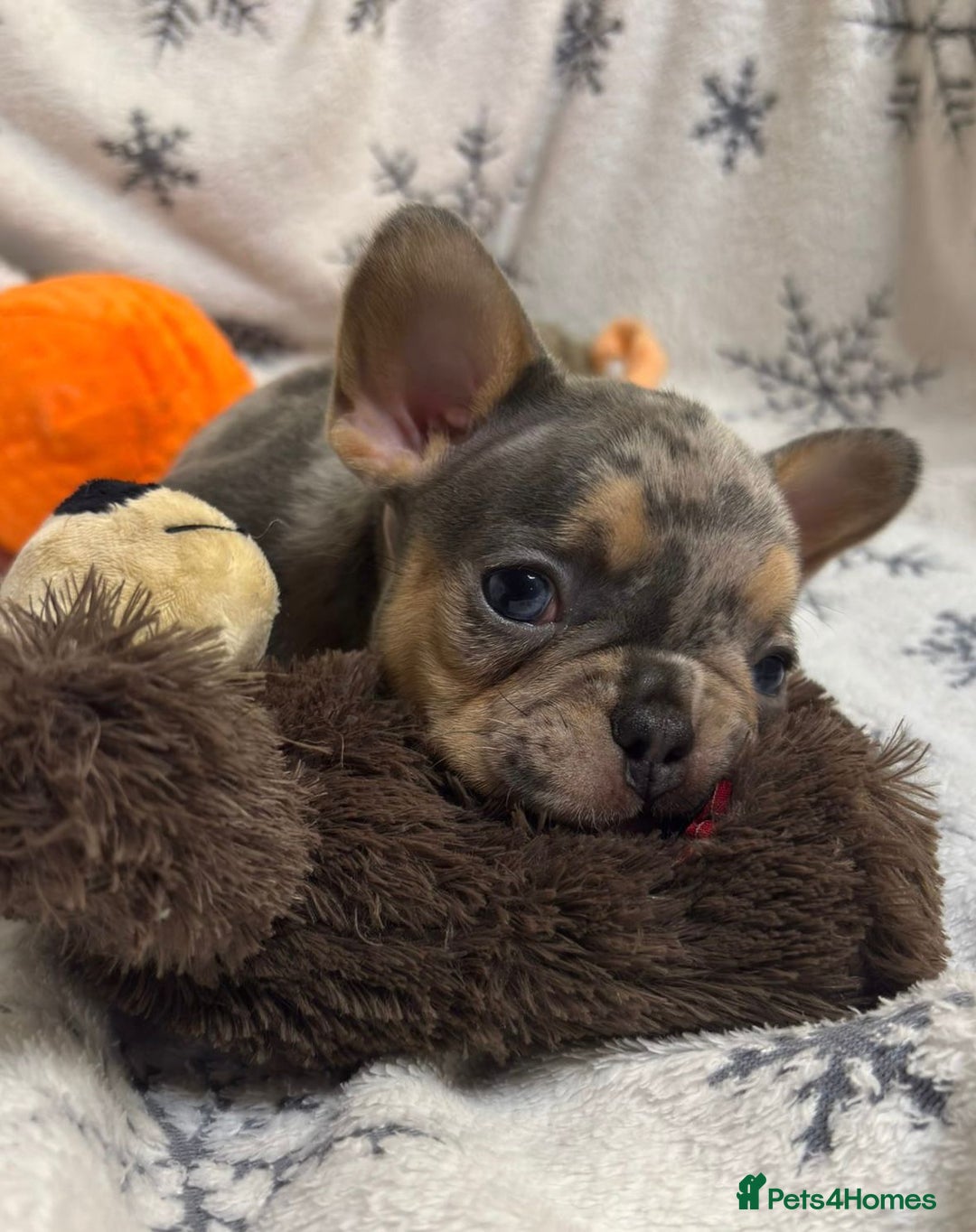 French Bulldog dogs for sale: Gorgeous French Bulldog Puppies - Advert 18