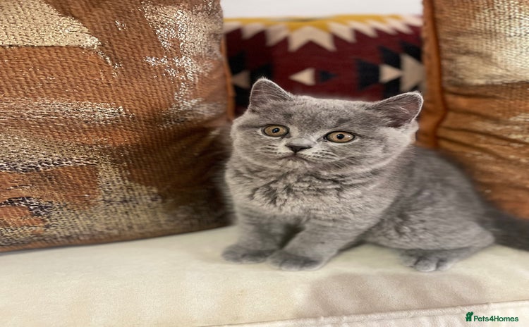 British Shorthair cats - Advert 9