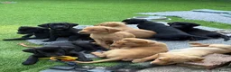 Labrador Retriever dogs for sale: Gorgeous Back & Yellow Pedigree Labradors  - Advert 14