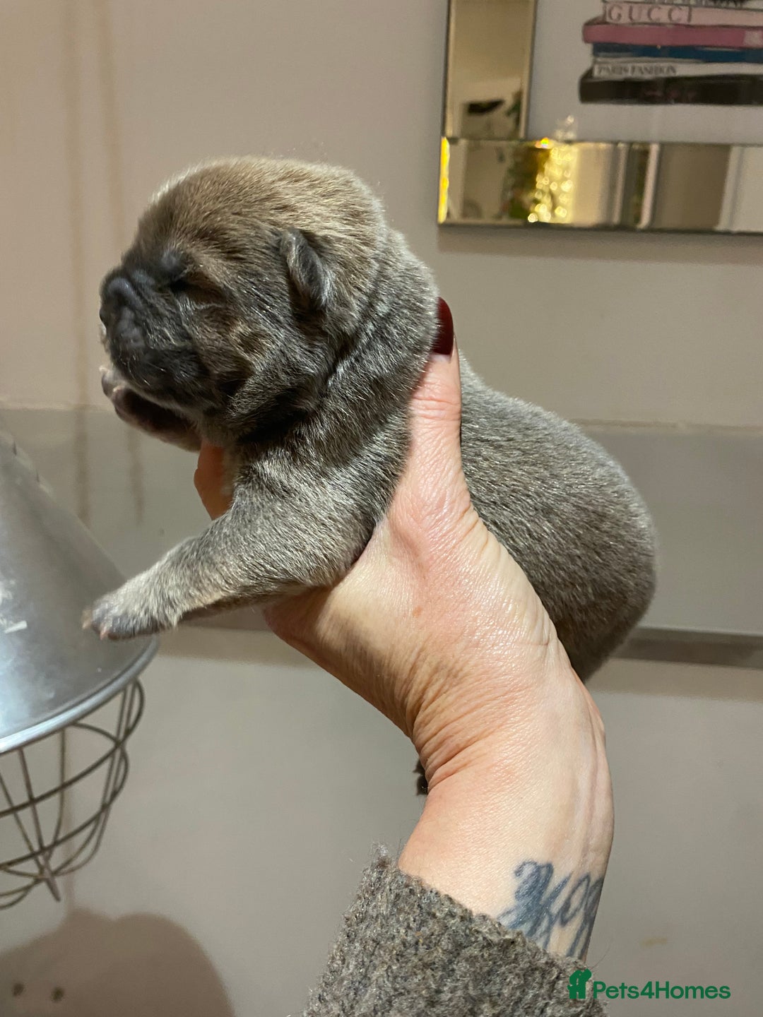 Chow Chow dogs for sale: Stunning kc chow chow  - Advert 8