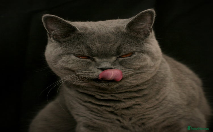 British Shorthair cats - Advert 1