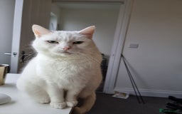 European cats for sale: White the Cat is Looking for a Loving Home - Image 4