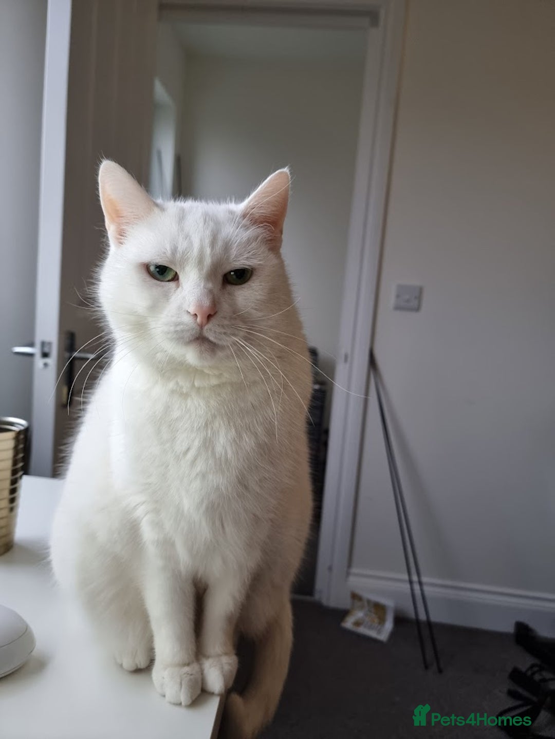 European cats for sale: White the Cat is Looking for a Loving Home - Image 4