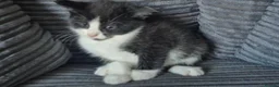 Mixed Breed cats for sale: Gorgeoeus mixed Breed kittens - Advert 21