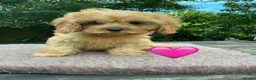 Cavapoo dogs for sale: F1 Cavapoo girl,Ready now. - Advert 8