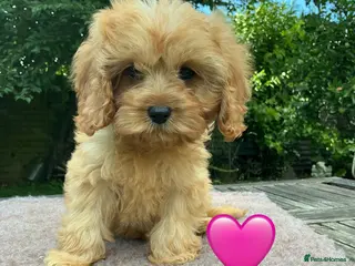Cavapoo dogs F1 Cavapoo Puppys.Ready now. - Advert 5