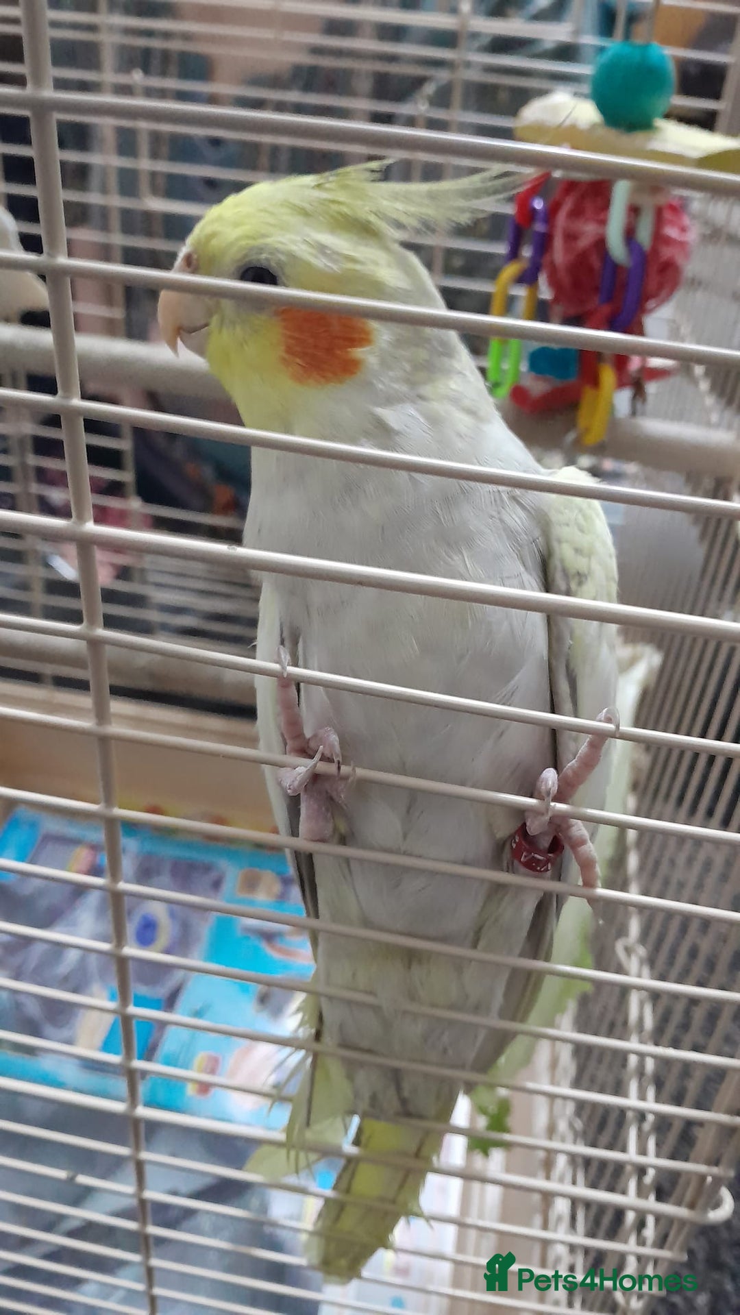 Cockatiels birds for sale: cockatiels  - Image 8