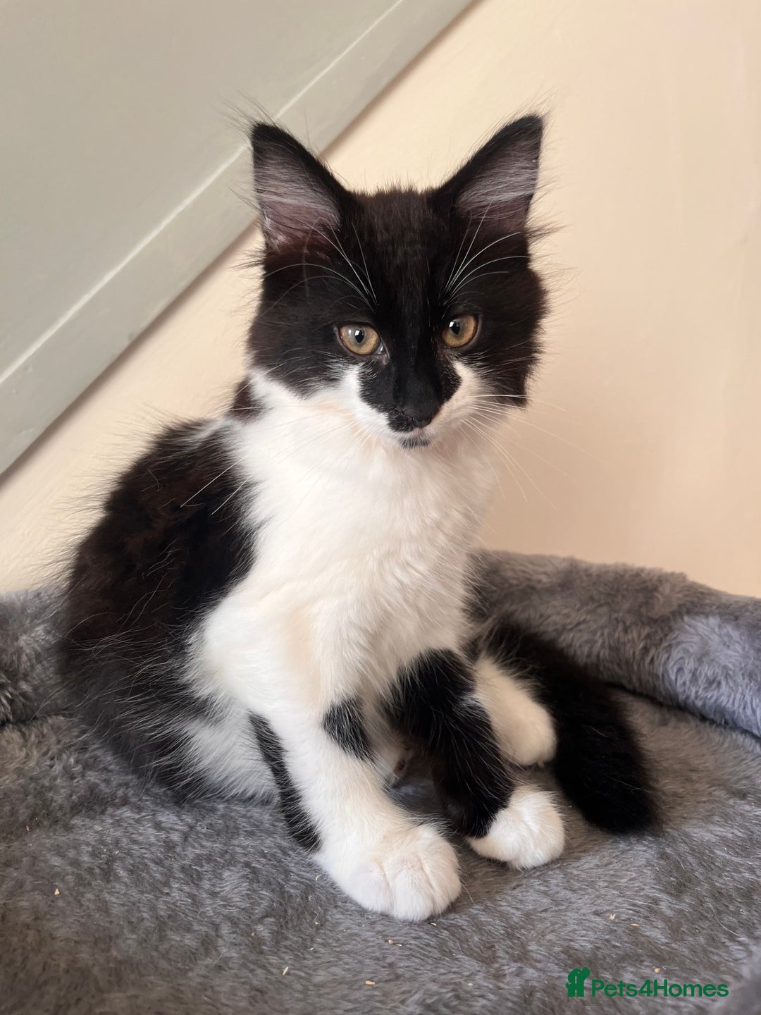 British Longhair cats for sale: Last ones of the litter  - Advert 3