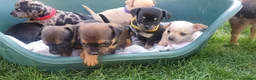 Mixed Breed dogs for sale: Beautiful Puppies  in Martock - Advert 19