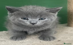 British Shorthair cats for sale: 3 male and 3 female kittens and mother  - Image 6