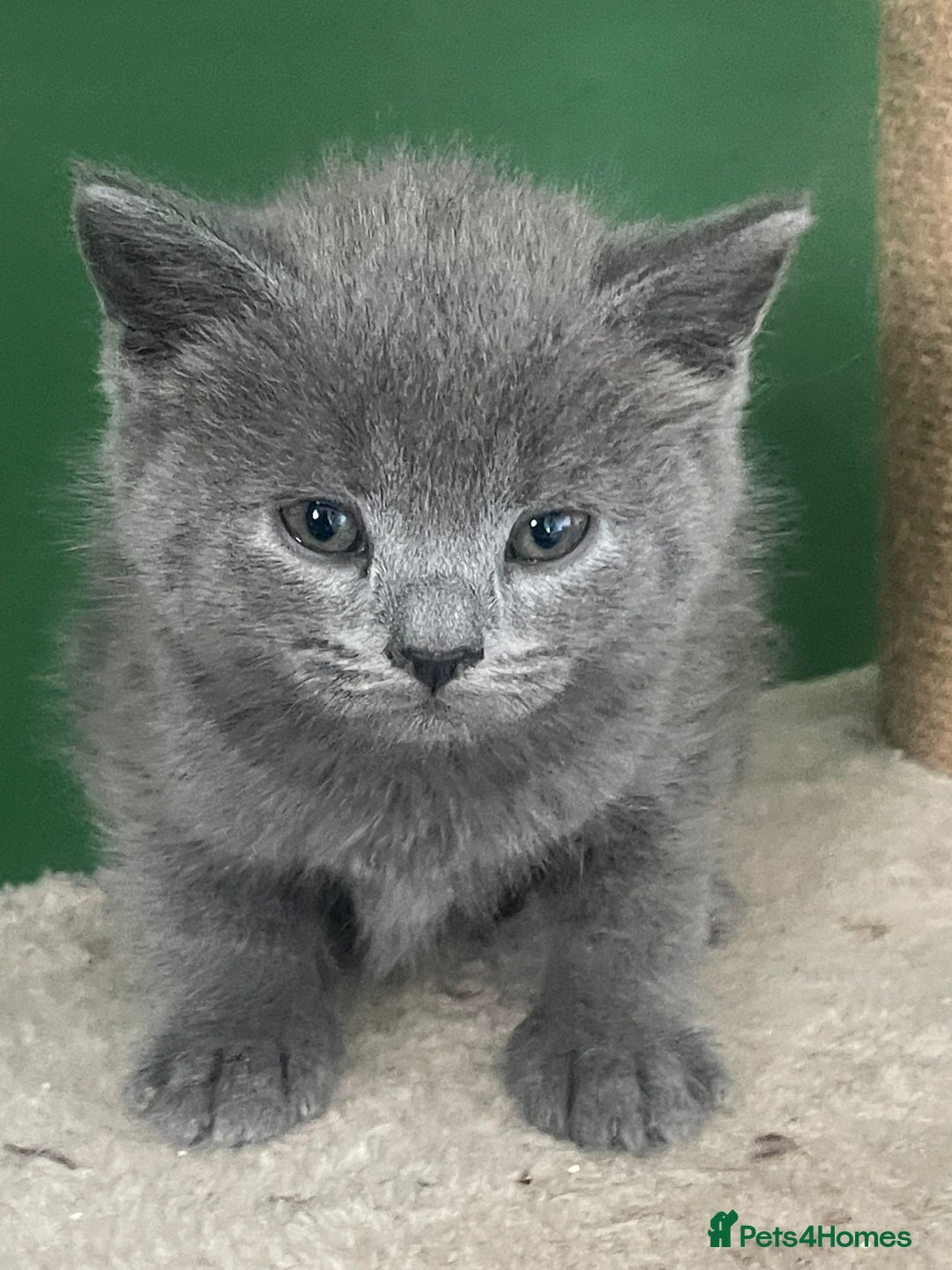 British Shorthair cats for sale: 3 male and 3 female kittens and mother  - Image 6