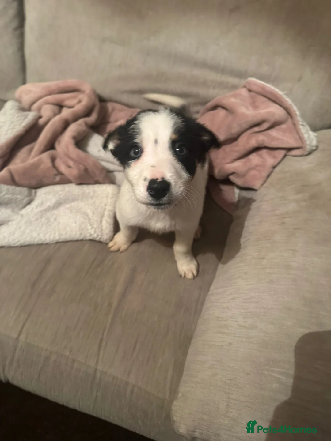 Border Collie dogs for sale: 1 Border Collie Pup - Health tested clear parents - Advert 30