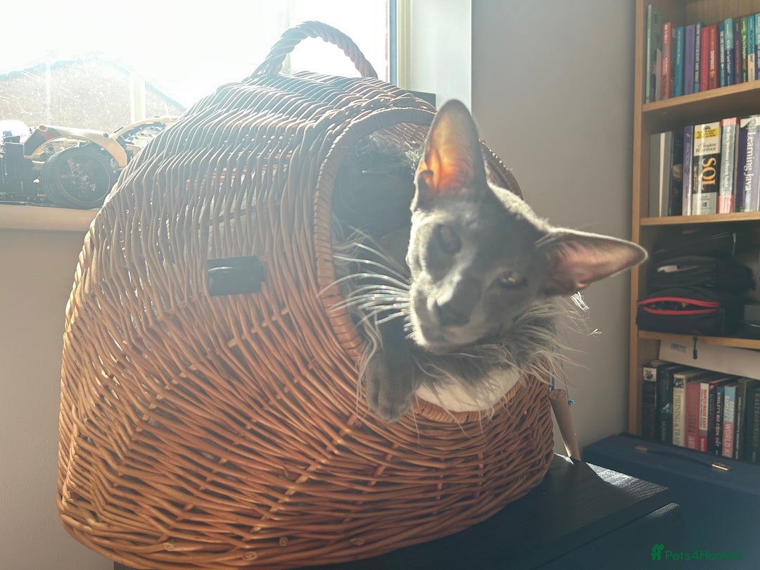 Oriental cats for sale: Oriental and Siamese cats for adoption - Image 11