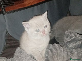 British Shorthair cats - Advert 12