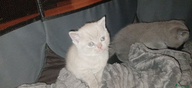 British Shorthair cats - Advert 15