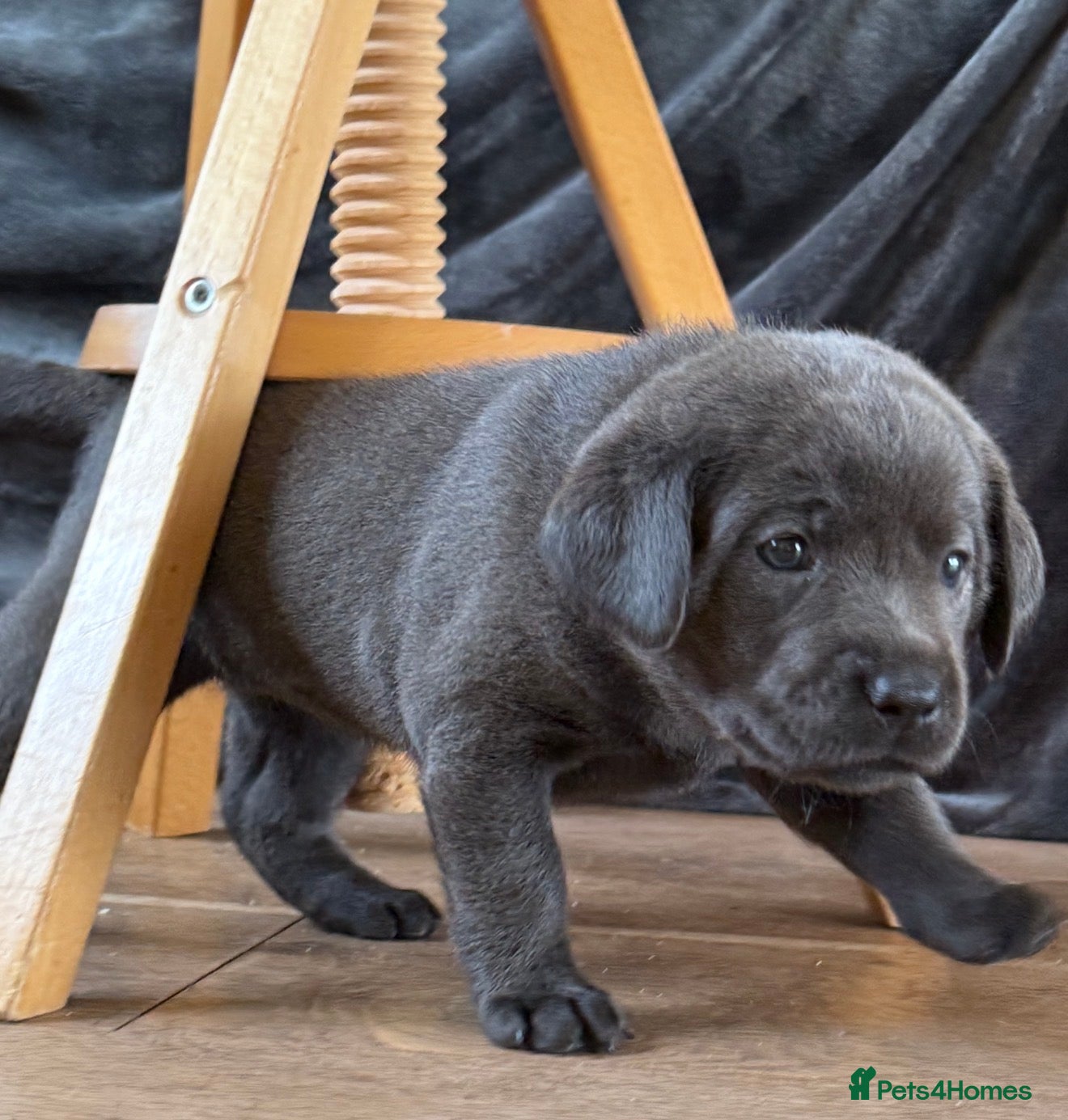 Labrador Retriever dogs KC Charcoal & Silver Labradors – Health Tested - Advert 1