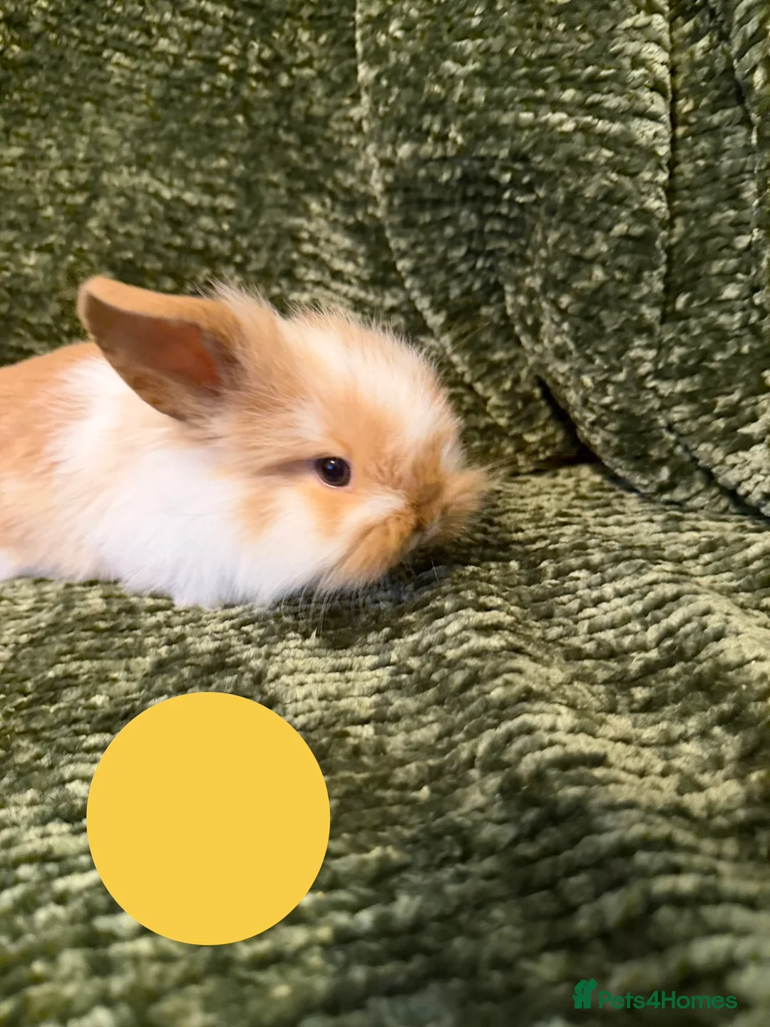 Mini Lop rabbits for sale: Mini Lop crossed Lion Lop Bunnies  - Advert 11