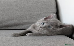 Russian Blue cats for sale: Russian blue babies looking for FOREVER homes - Image 13