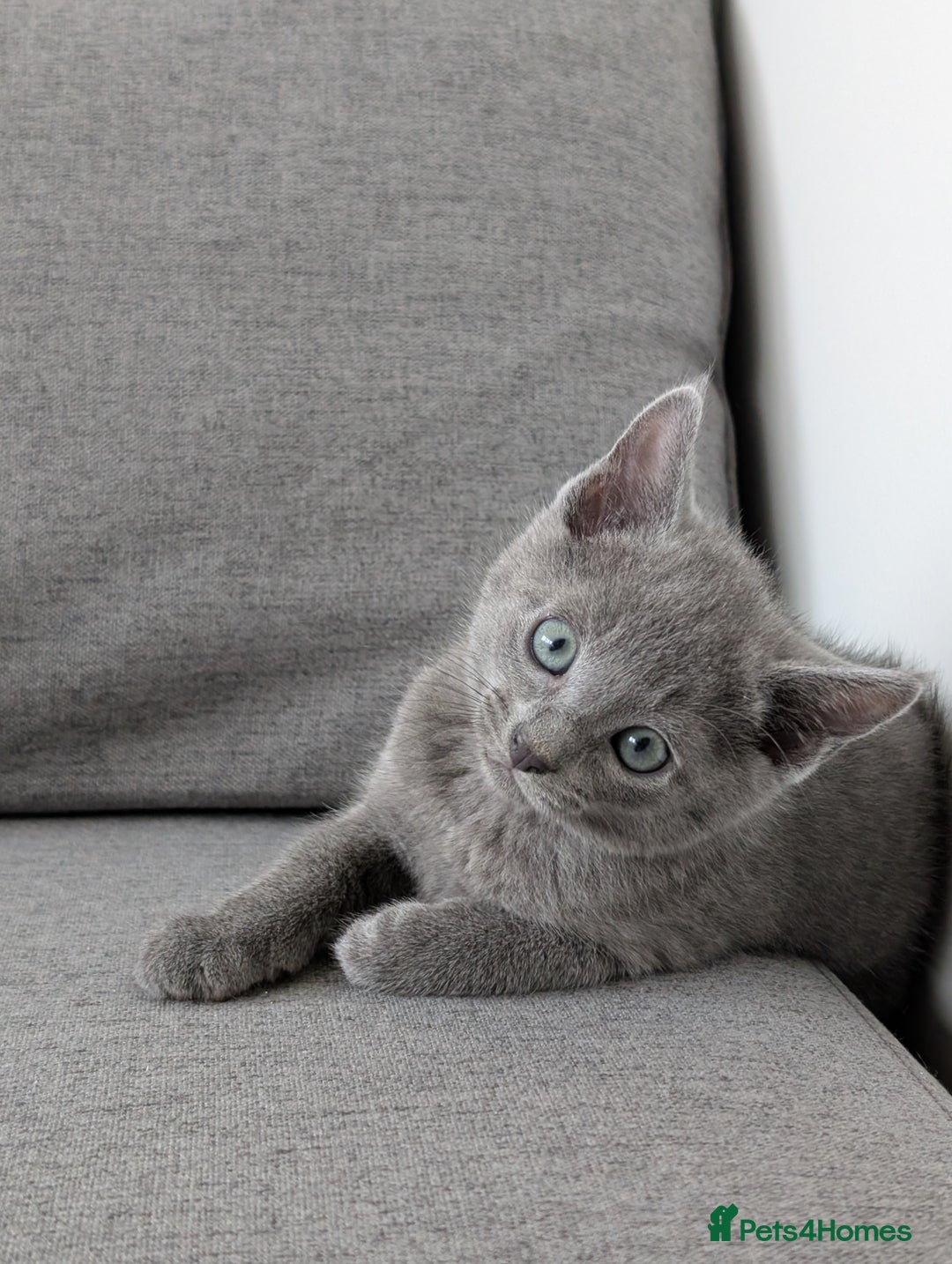 Russian Blue cats for sale: Russian blue babies looking for FOREVER homes - Image 13