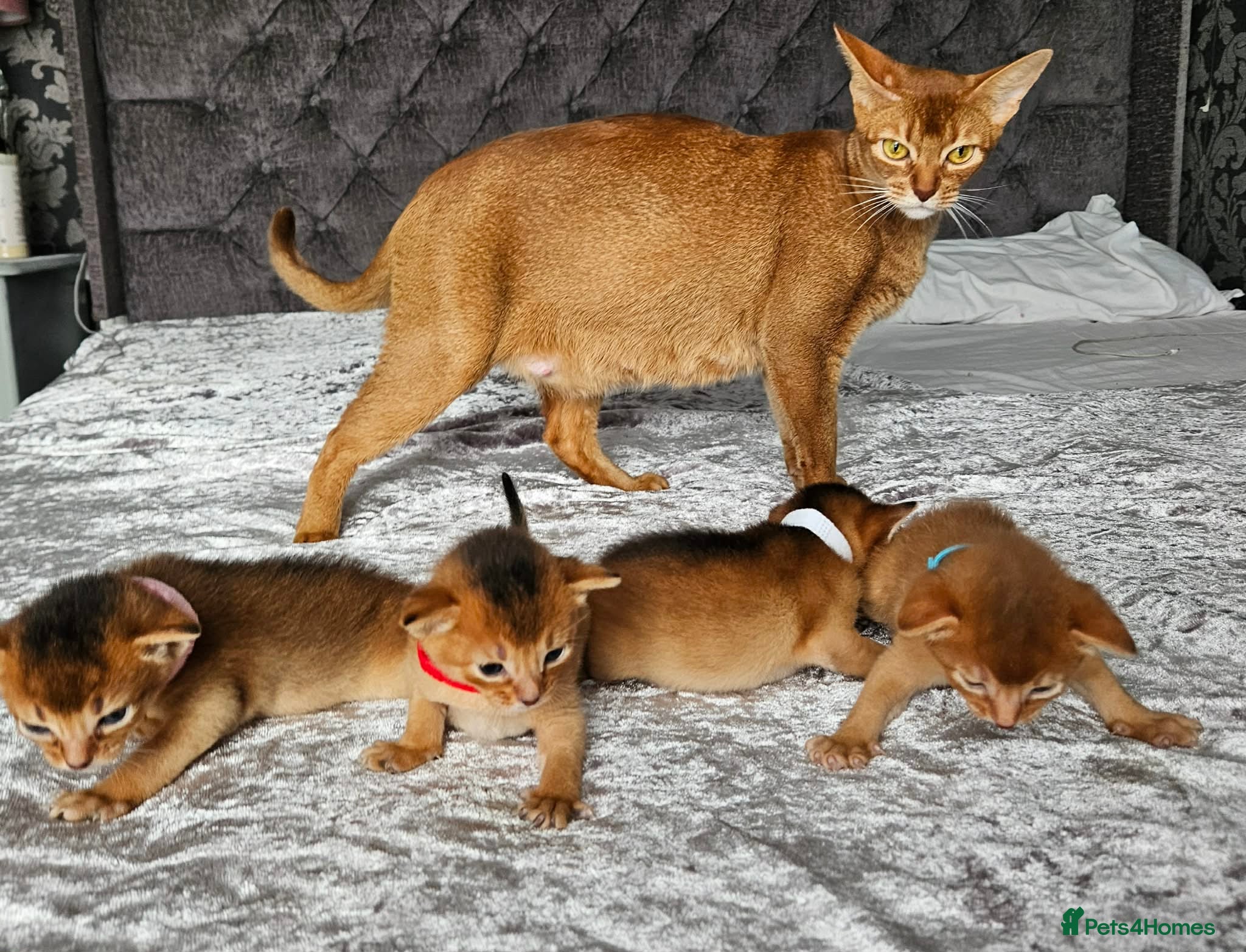 Abyssinian cats Abyssinian Kittens - Advert 2