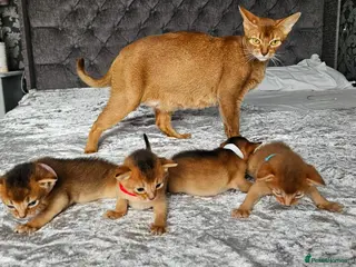 Abyssinian cats Abyssinian Kittens - Advert 16