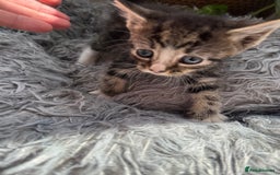 Mixed Breed cats for sale: Beautiful Mixed Breed kittens (plz see description - Image 22