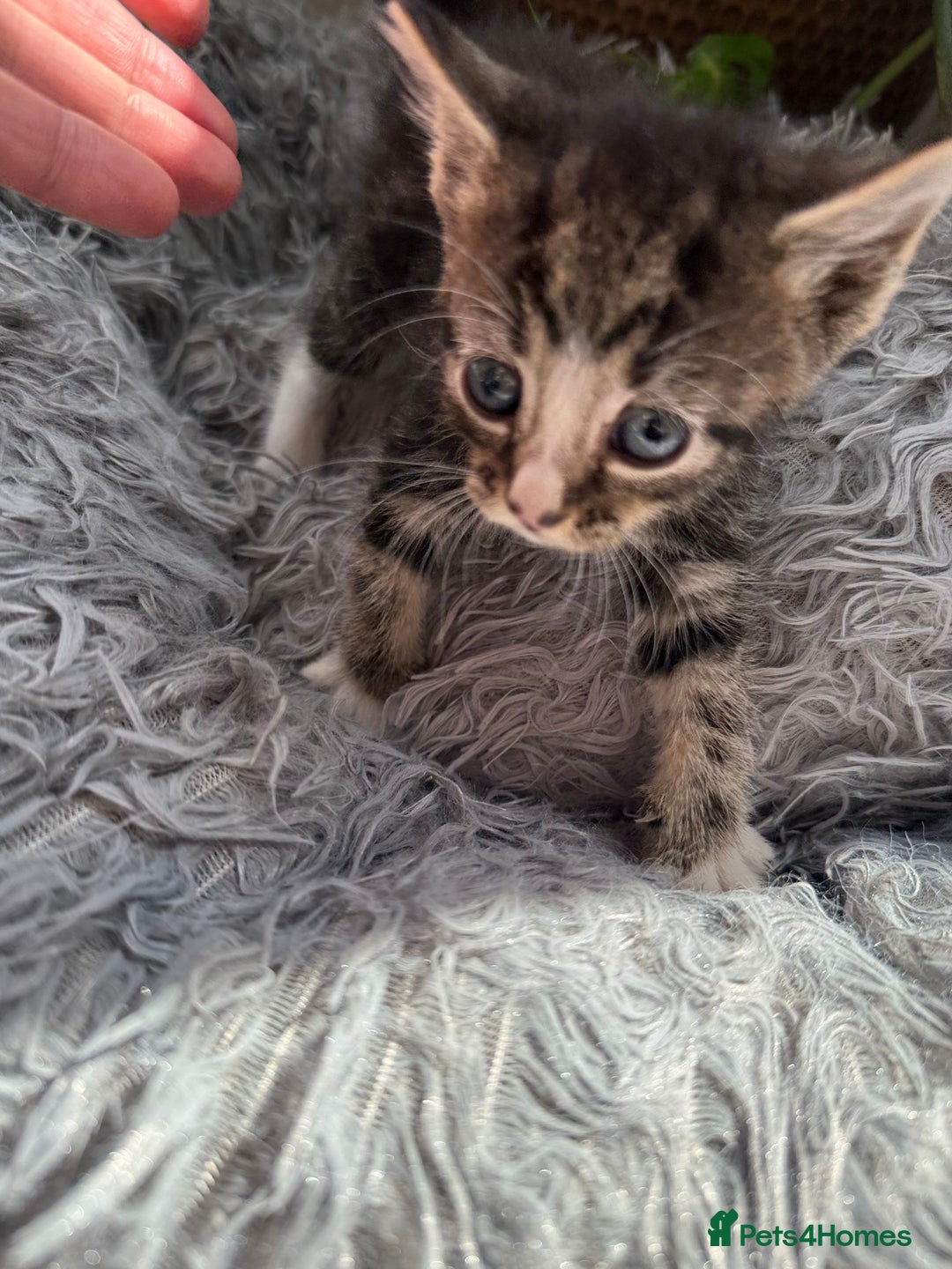 Mixed Breed cats for sale: Beautiful Mixed Breed kittens (plz see description - Image 22