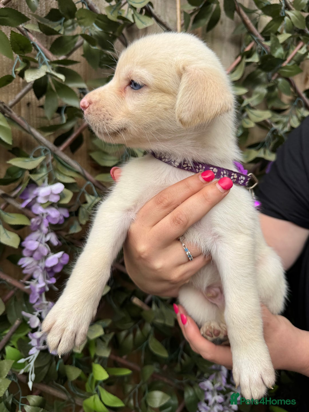 Mixed Breed dogs for sale: Beautiful Puppies looking for their forever home♥️ - Image 15
