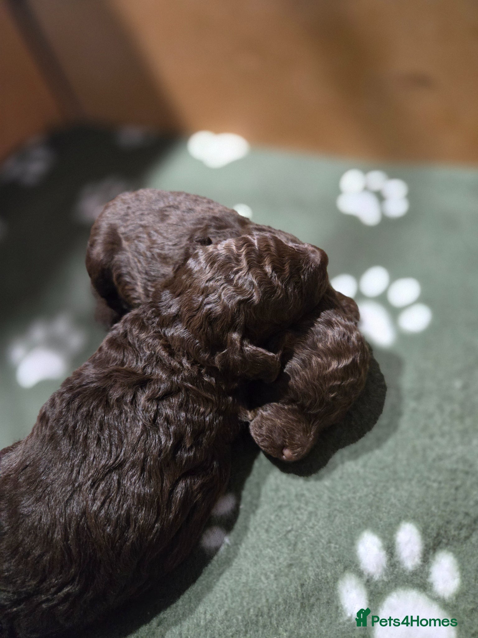 Toy Poodle dogs 1 Beautiful brown Toy Poodle girl available  - Advert 2