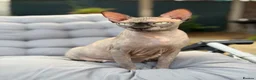 Sphynx cats for sale: Handsome Grey Sphynx Boy - Advert 3