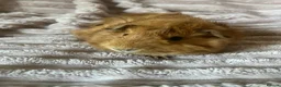 Guinea Pig rodents for sale: Female Guinea Pig - Advert 2