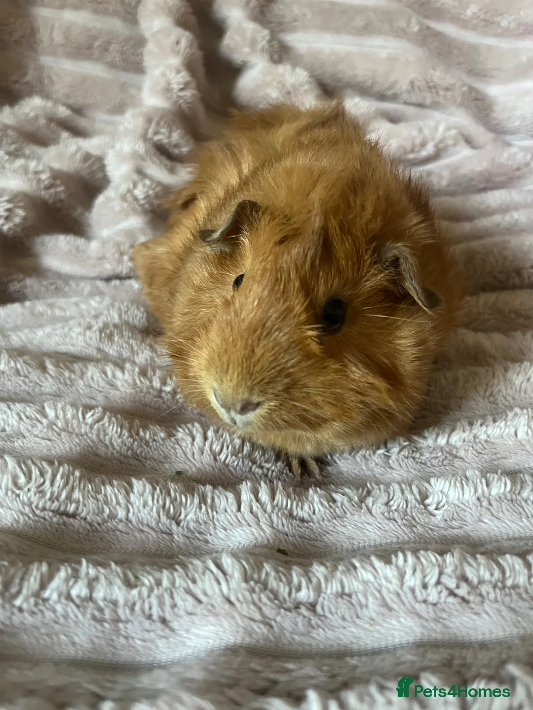 Guinea Pig rodents for sale: Female Guinea Pig - Advert 2