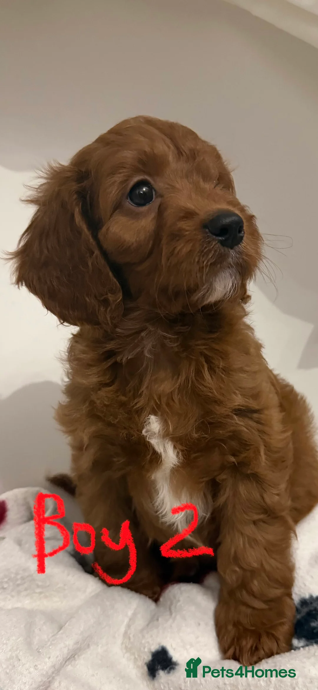 Cockapoo dogs for sale: F1 cockerpoo puppies ready to leave next Thursday - Advert 7