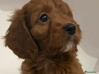 Cockapoo dogs F1 cockerpoo puppies ready to take home - Advert 18