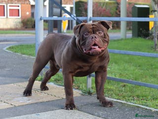 Olde English Bulldogge dogs Don Julio up for stud 🥃 🇧🇷 🇬🇧 - Advert 7