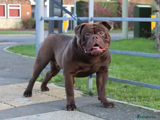 Olde English Bulldogge dogs Don Julio up for stud 🥃 🇧🇷 🇬🇧 - Advert 7