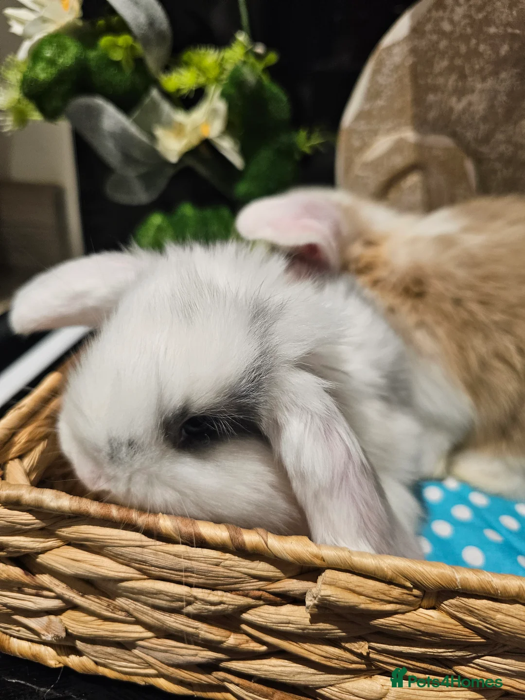 French Lop rabbits for sale: Giant French Lop Babies - Advert 11