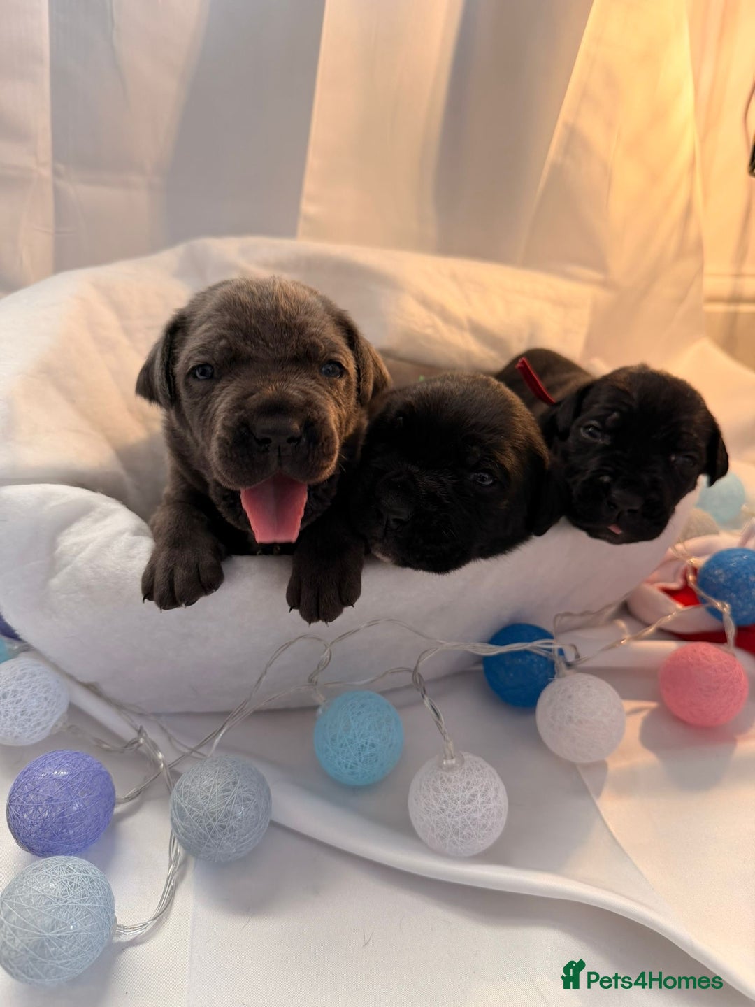 Cane Corso dogs for sale: Pure Cane Corso’s 🐶 - Advert 10