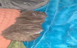 Maine Coon cats for sale: Amazing Mainecoon - Advert 13