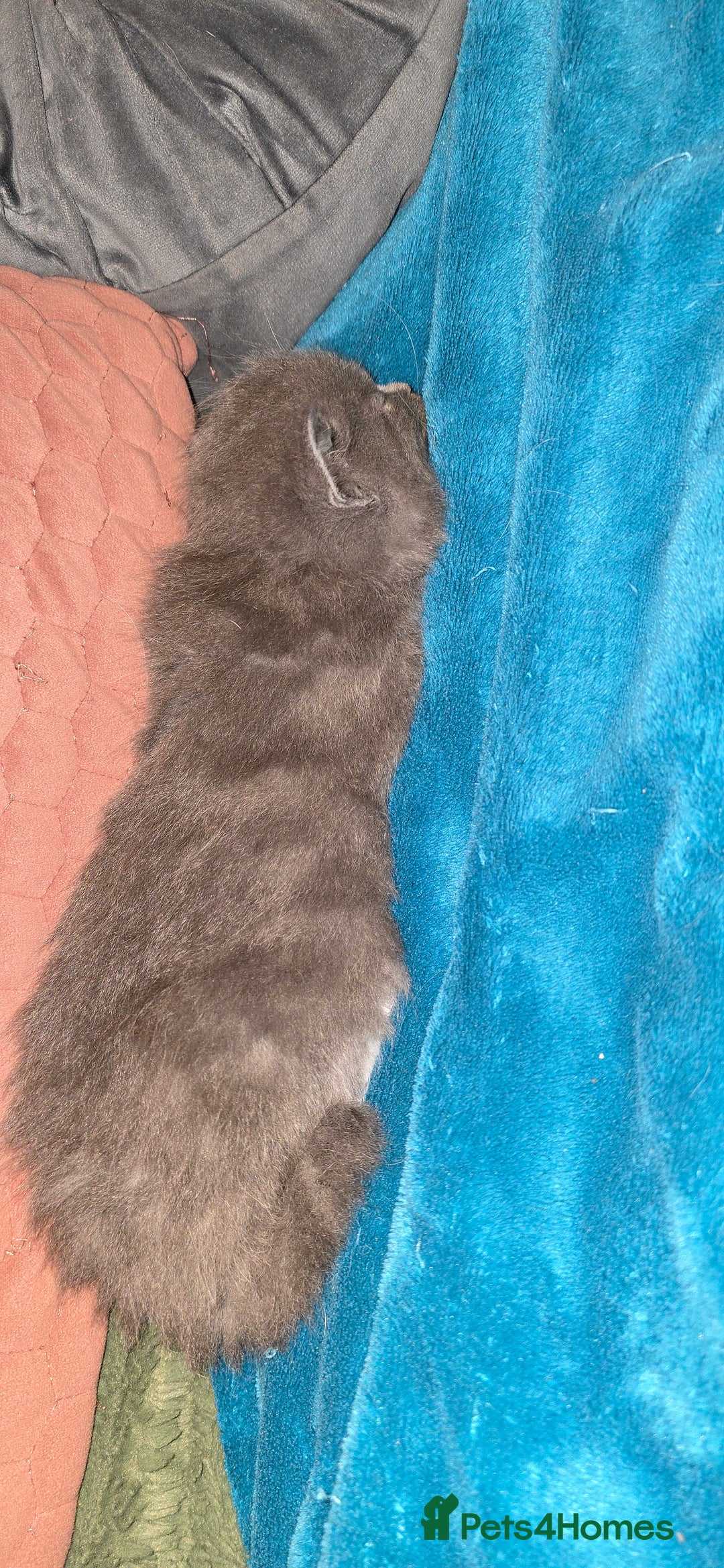 Maine Coon cats for sale: Amazing Mainecoon - Advert 13